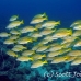 snapper_bluestriped_mos_h_0002_ecu0065.jpg